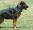 Garmonia von Lotta - 4.5 months