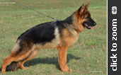 German Shepherd