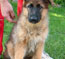 German Shepherd Jessy