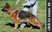 German Shepherd female