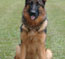 German Shepherd Jessy