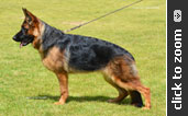 German Shepherd puppy