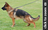 German Shepherd puppy