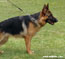 German Shepherd Pina vom Schindbachtal