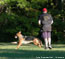 German Shepherd Pola training