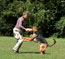 German Shepherd Pola training