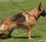 German Shepherd Quana