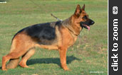 German Shepherd