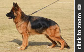 German Shepherd