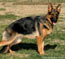 German Shepherd Viva 10 months old