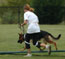 German Shepherd Viva at Agility training - 16 months old