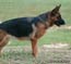 German Shepherd Wespe vom Frankengold