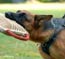 German Shepherd Wespe vom Frankengold 13 months old