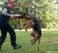 German Shepherd Wespe vom Frankengold 13 months old