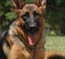 German Shepherd  
Wespe vom Frankengold 9 months old