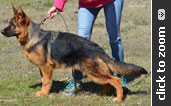 German Shepherd puppy