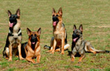 German Shepherd Dogs