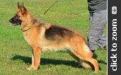 Maroon Collar Female