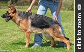 German Shepherd puppy