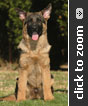 Imported German Shepherd puppy for sale