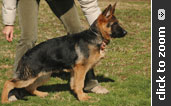 Imported German Shepherd puppy for sale