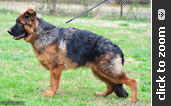 German Shepherd puppy