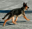 German Shepherd puppy Fanta gaiting at 4.5 months old