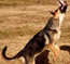 Good prey drive is very important for a future Schutzhund dog