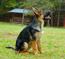 German Shepherd is one of the smartest breeds in the world. High trainability makes them the most popular.