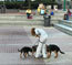 Socializing puppies downtown Atlanta