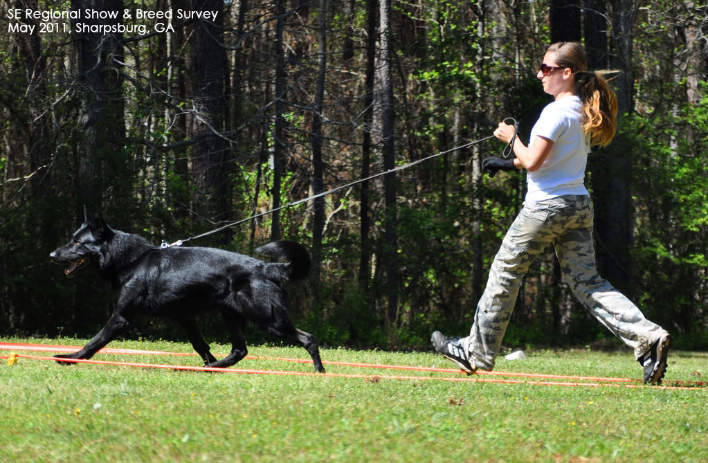 Handling V Bac at SE Regional Show 2011