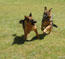German Shepherd puppies Jana and Jet at play