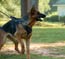 German Shepherd Schutzhund training