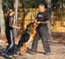 Schutzhund training in Tampa, FL