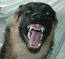 Beware of Dog!