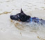 Handra swims confidently as a young pup