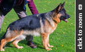 German Shepherd puppy