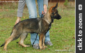 German Shepherd puppy