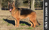 German Shepherd puppy