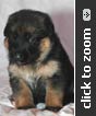 Lime Collar Female