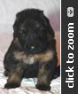 Yellow Collar Male