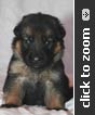 Maroon Collar Female