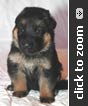 Pink Collar Female