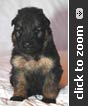 Yellow Collar Female