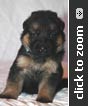 Light Blue Collar Male
