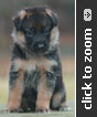 Lime Collar Female