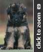 Yellow Collar Male