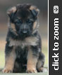 Pink Collar Female