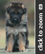 Red Collar Female