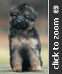 Yellow Collar Female